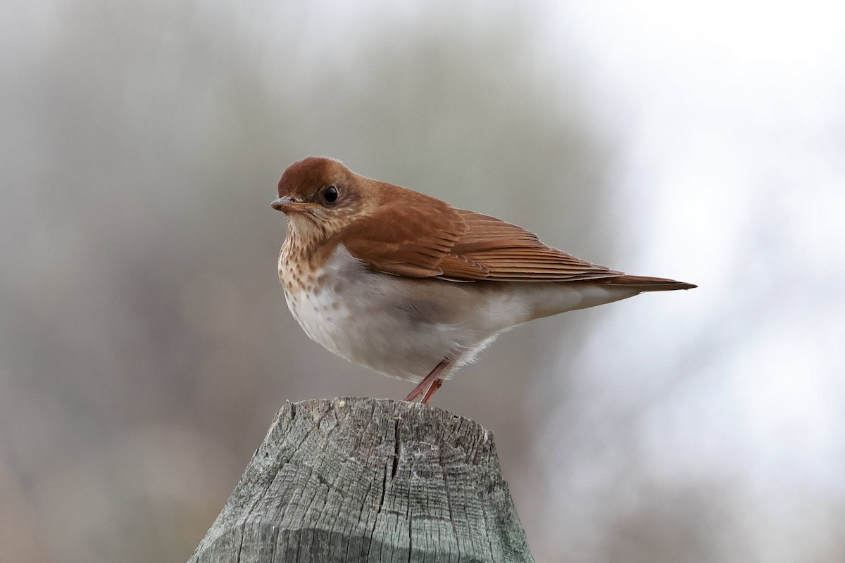 Veery - Steve Parker