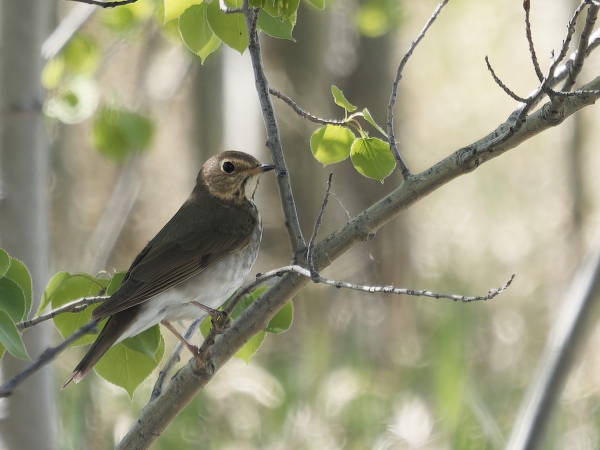 Swainson's Thrush - Edith Holden