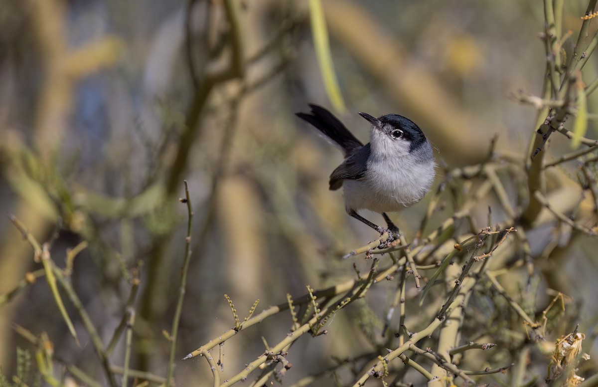 Black-tailed Gnatcatcher - Cristina Avila