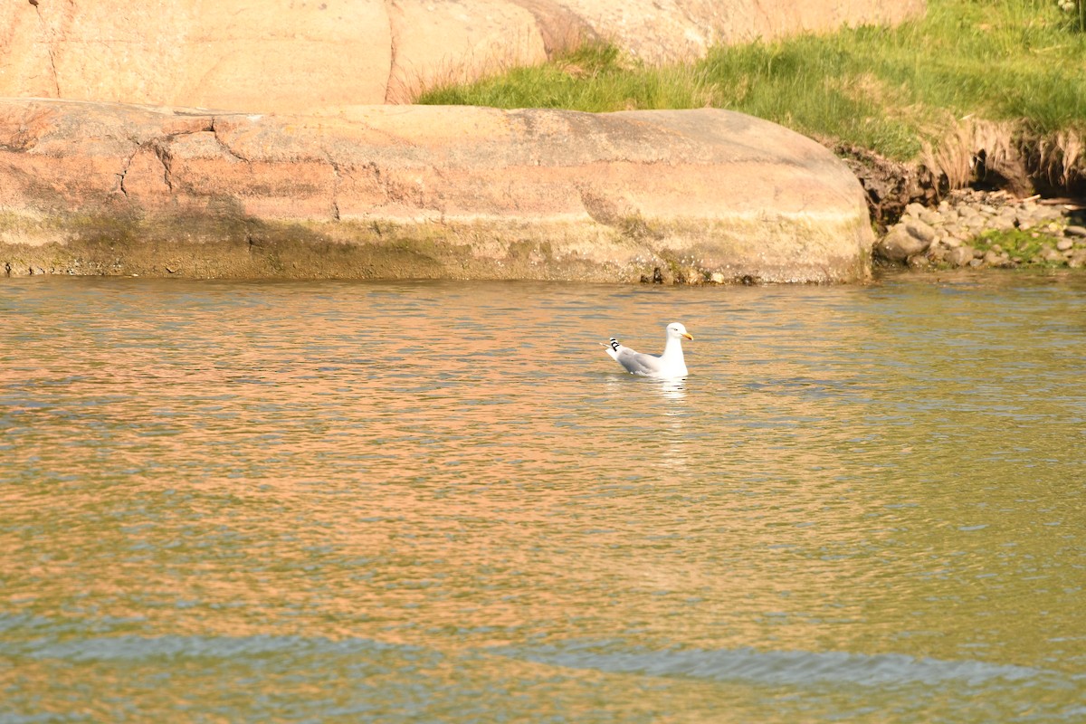 Herring Gull - Sunanda Vinayachandran