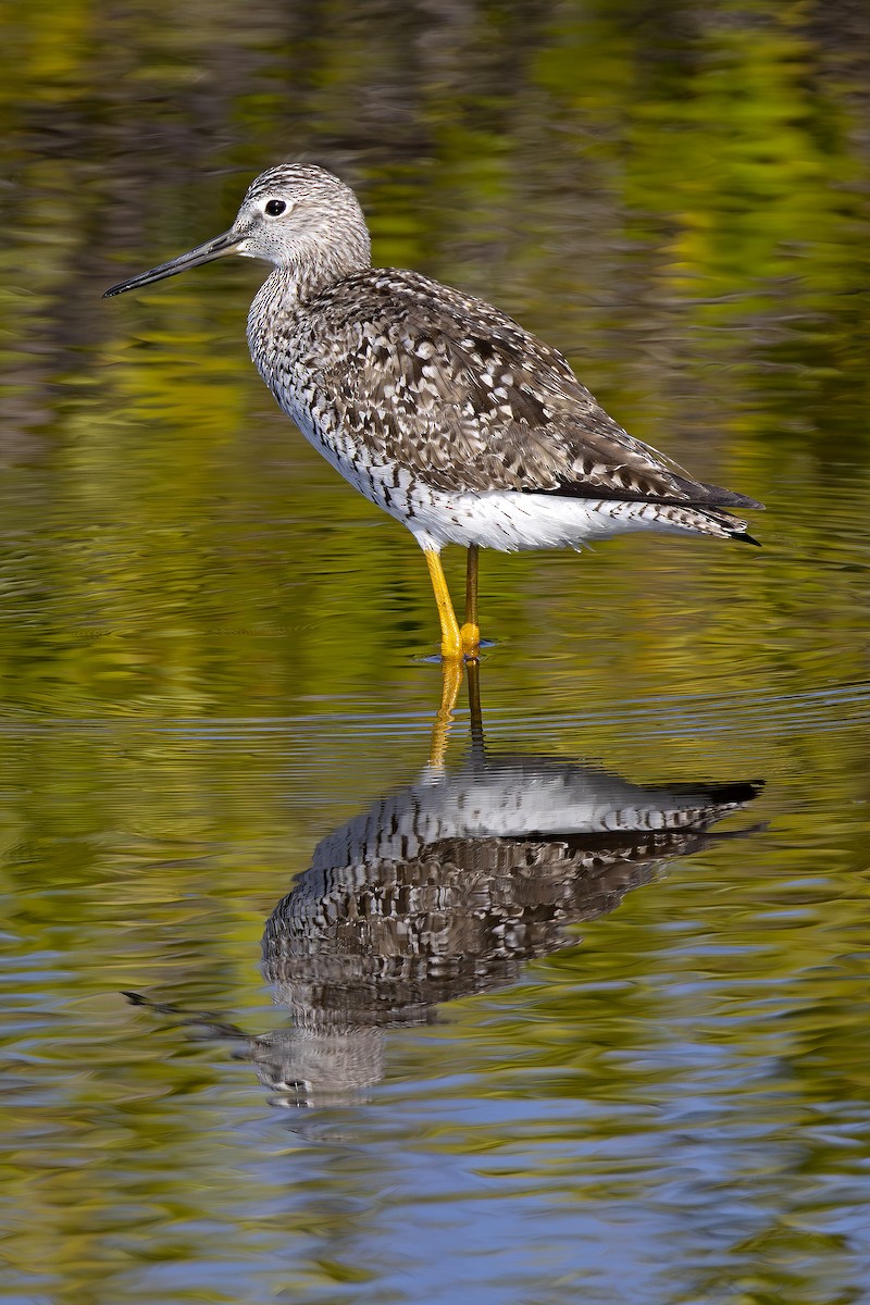 Greater Yellowlegs - Edith Auchter