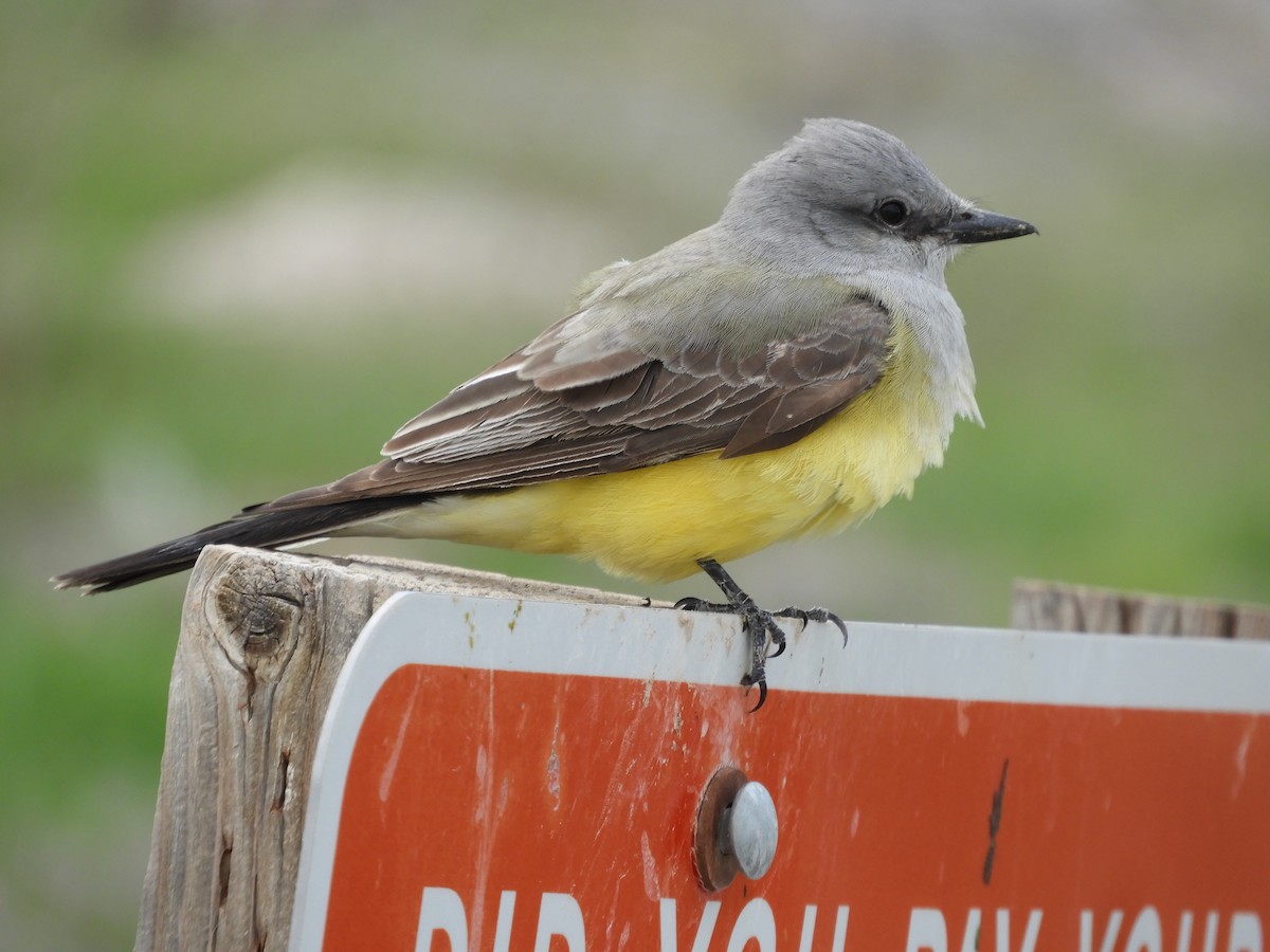 Western Kingbird - Thomas Bürgi