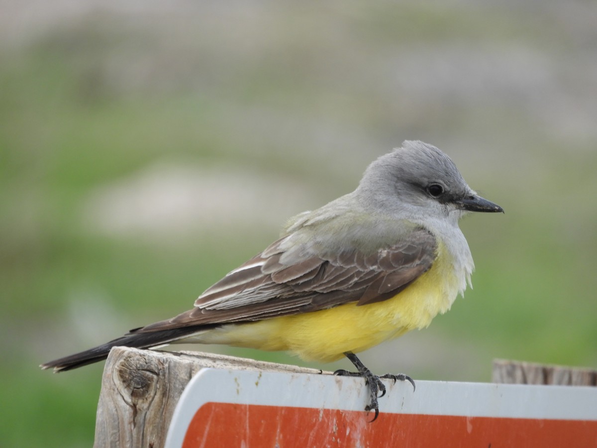 Western Kingbird - Thomas Bürgi