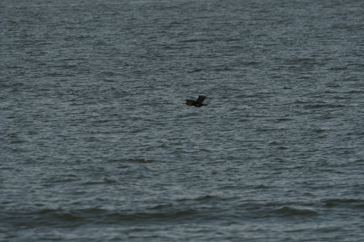 Great Cormorant - Sunanda Vinayachandran