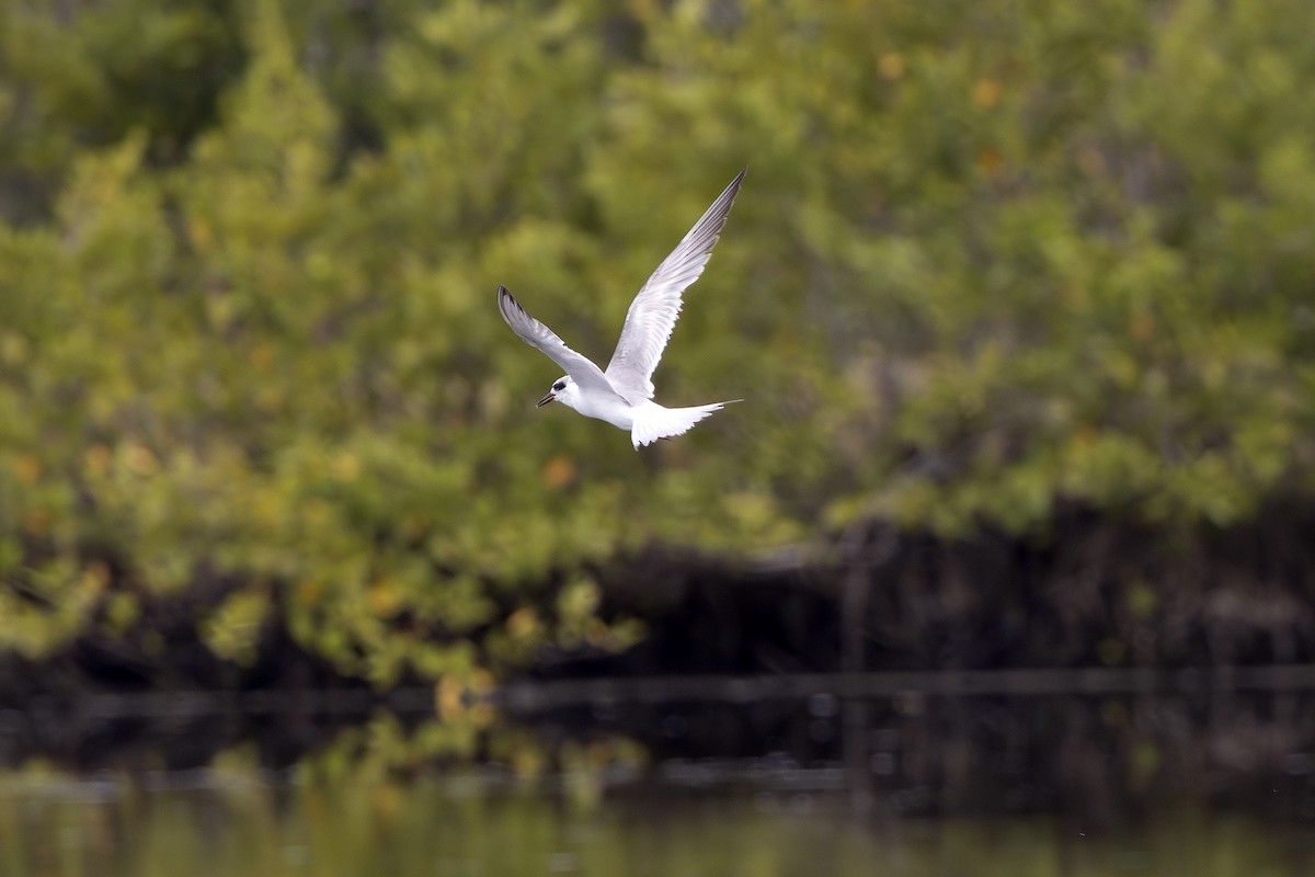 Forster's Tern - Edith Auchter