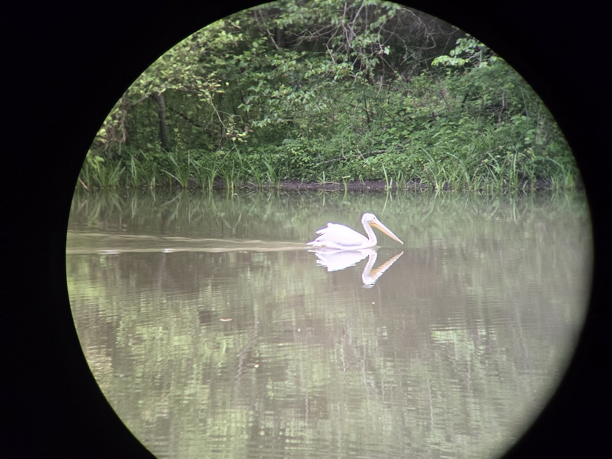 American White Pelican - Guy Babineau