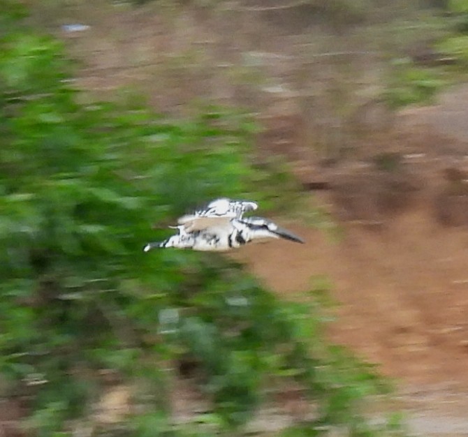 Pied Kingfisher - Rama M V
