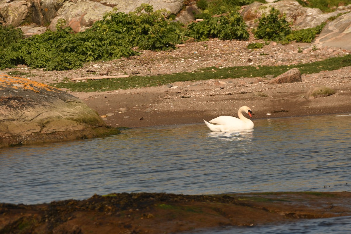 Mute Swan - Sunanda Vinayachandran