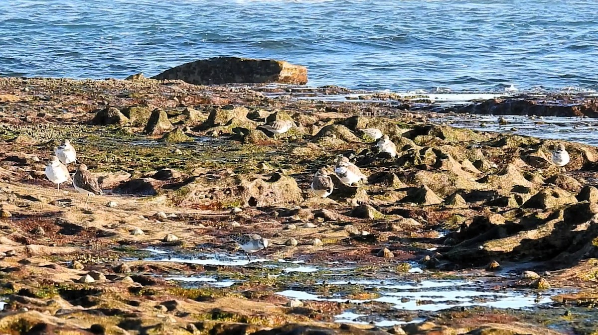 Double-banded Plover - Thalia and Darren Broughton