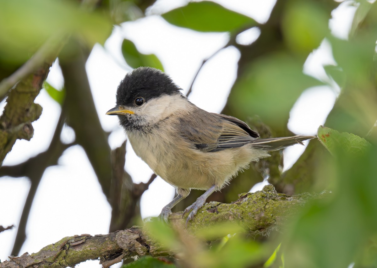 Willow Tit - Veronika Švestková