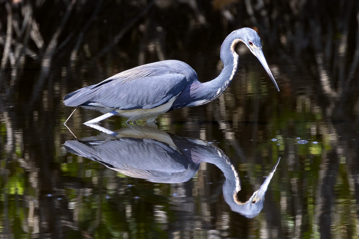 Tricolored Heron - Edith Auchter