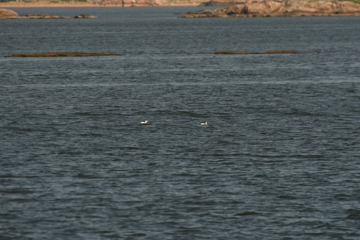 Common Eider - Sunanda Vinayachandran