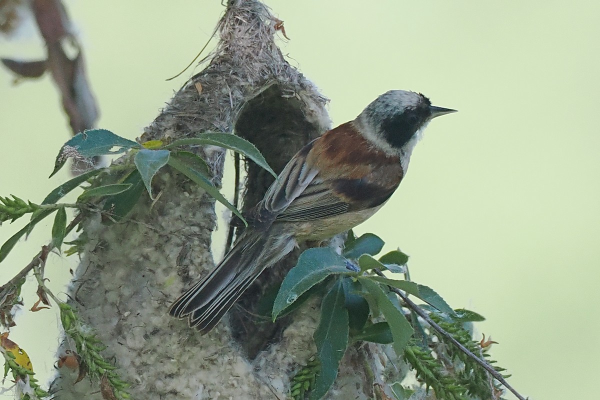 Eurasian Penduline-Tit - Donna Pomeroy