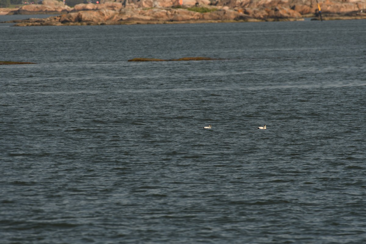 Common Eider - Sunanda Vinayachandran