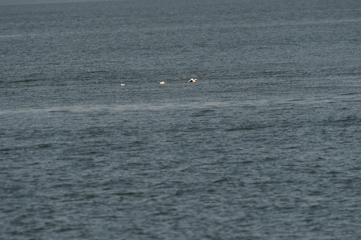 Common Eider - Sunanda Vinayachandran