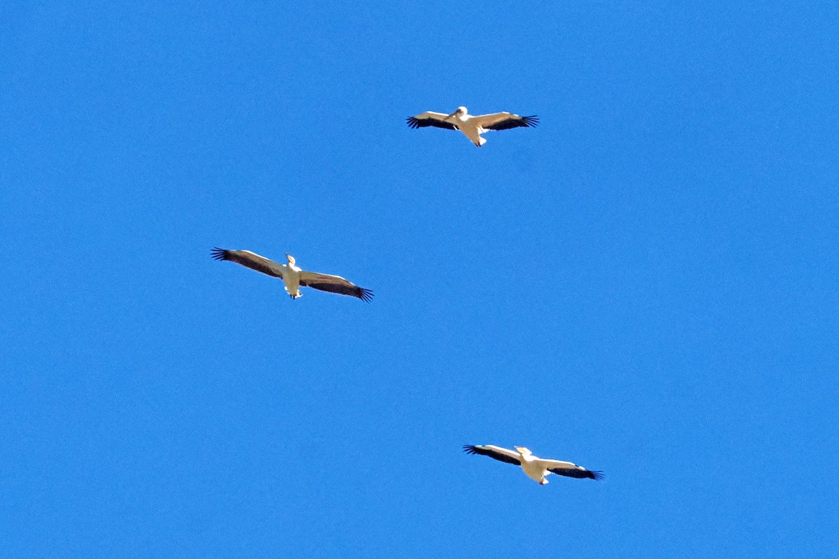 Great White Pelican - Donna Pomeroy