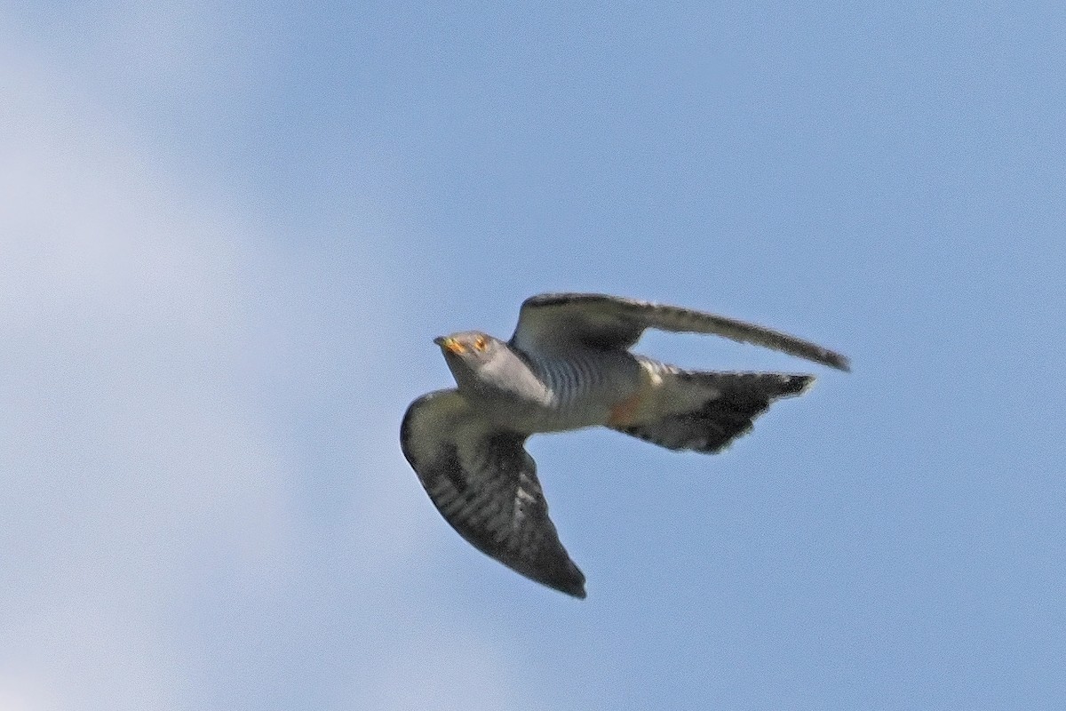 Common Cuckoo - Donna Pomeroy