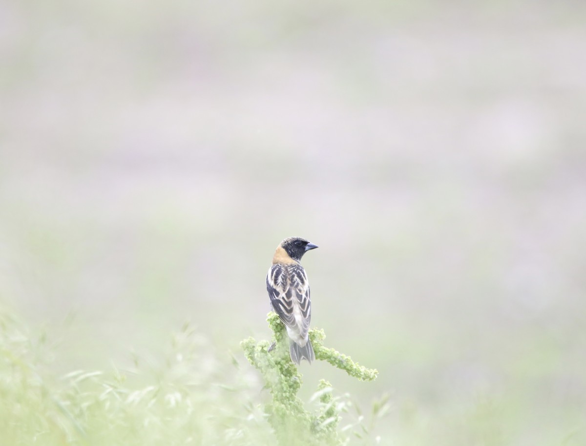 Bobolink - ML619522953