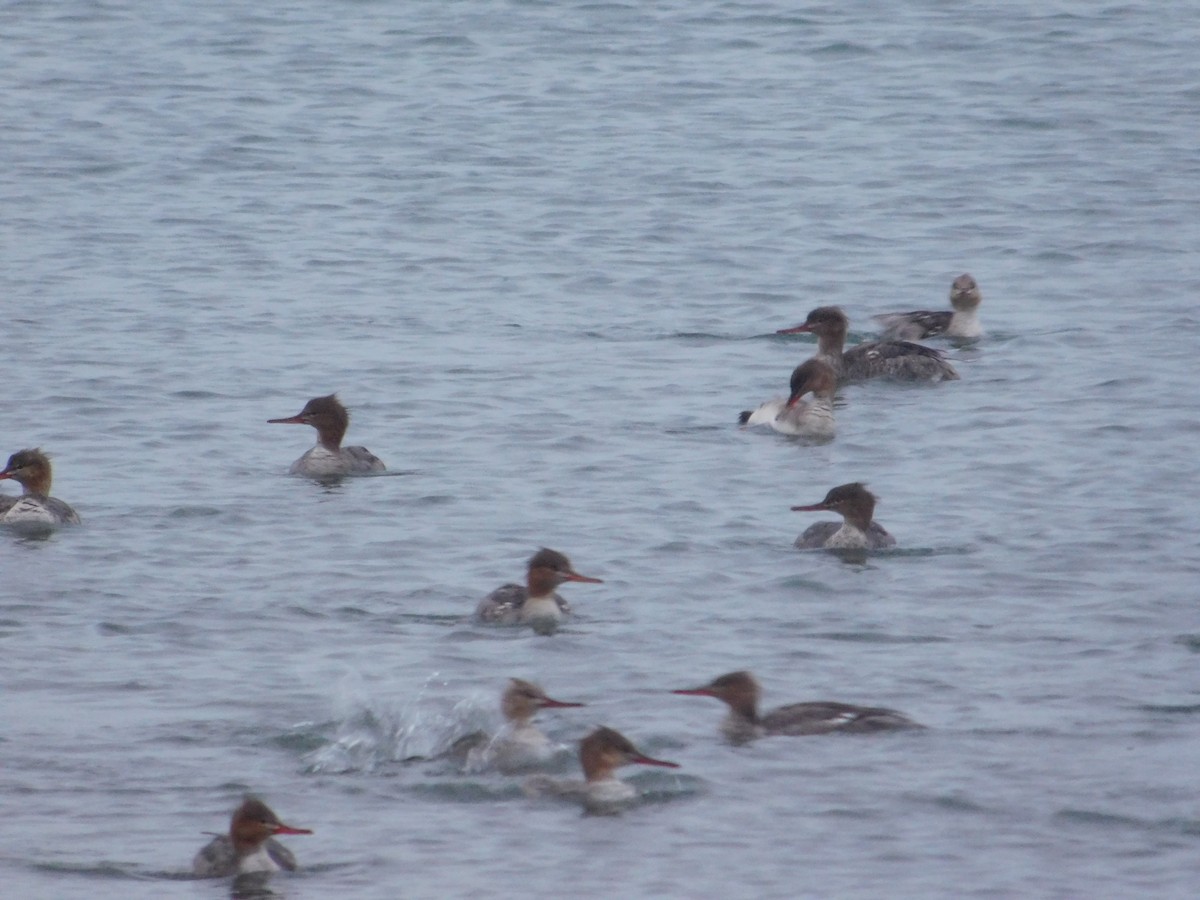 Red-breasted Merganser - Arrow Z L