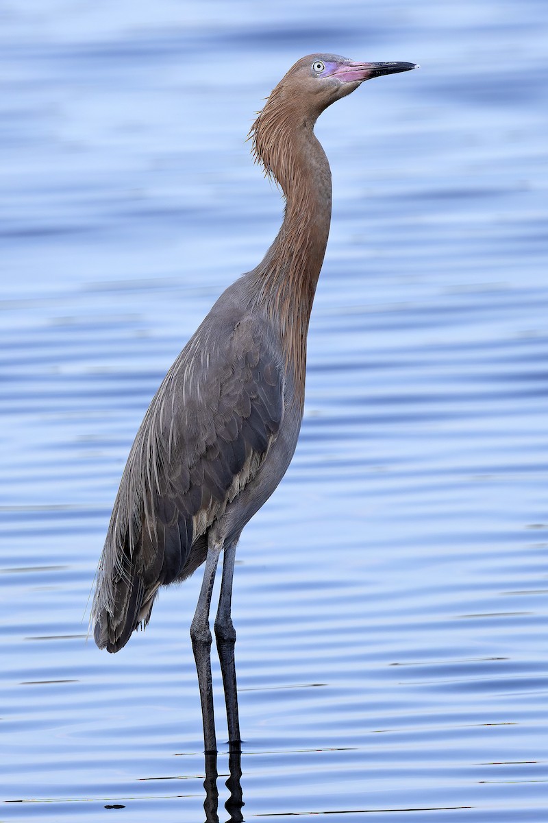 Reddish Egret - Edith Auchter