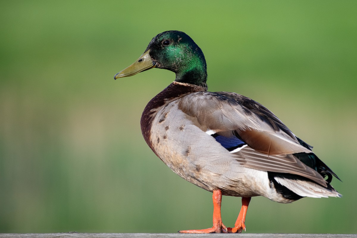 Mallard - Brian Z