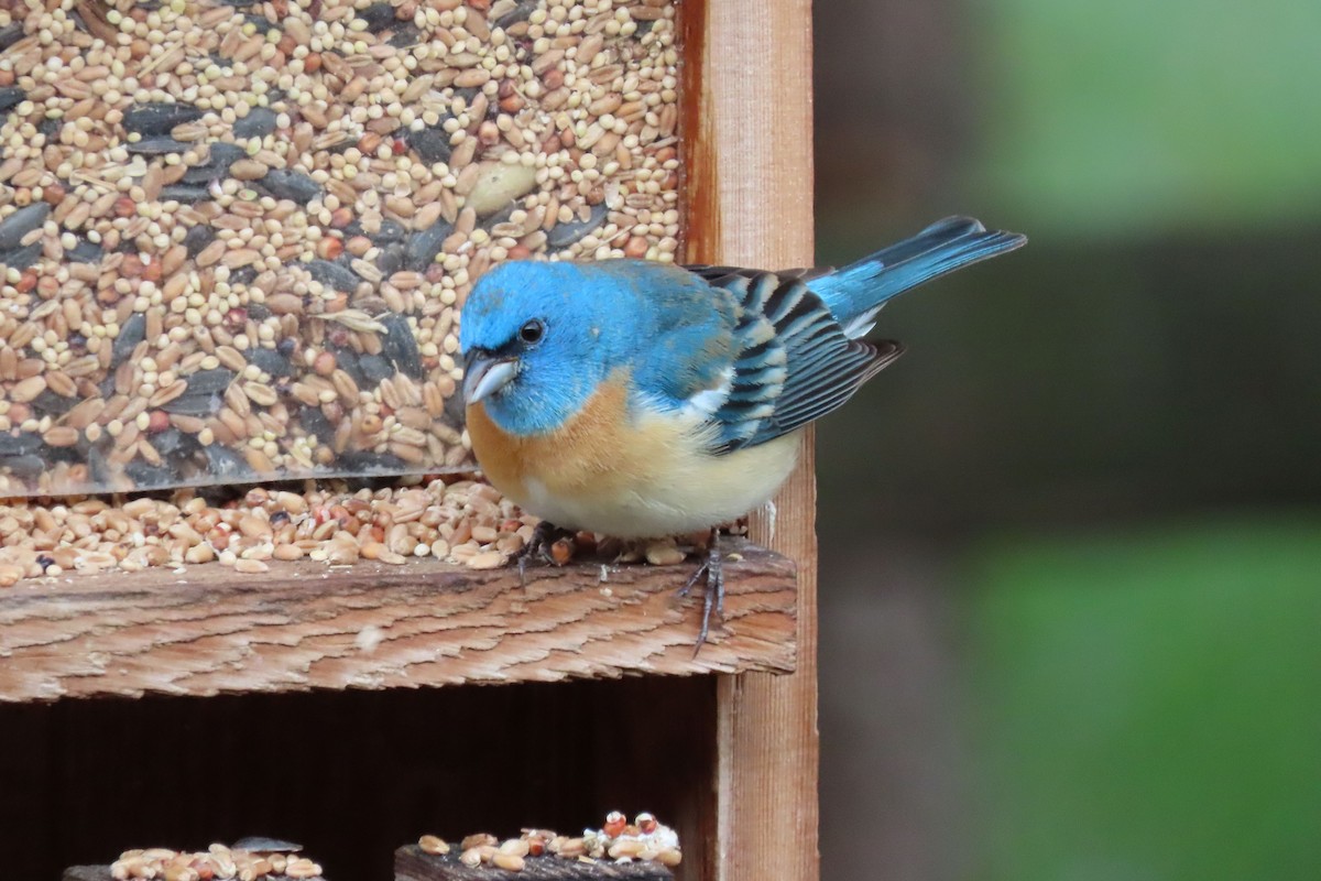 Lazuli Bunting - Shane Dollman