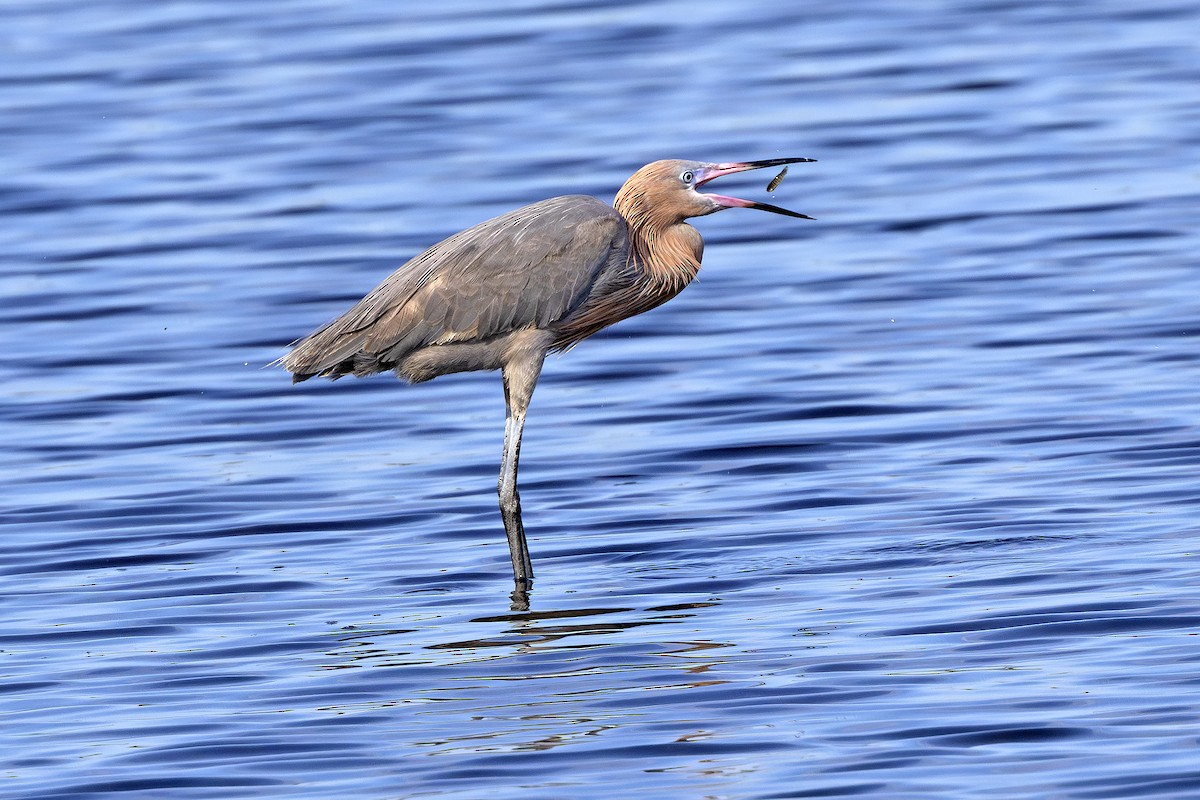 Reddish Egret - Edith Auchter