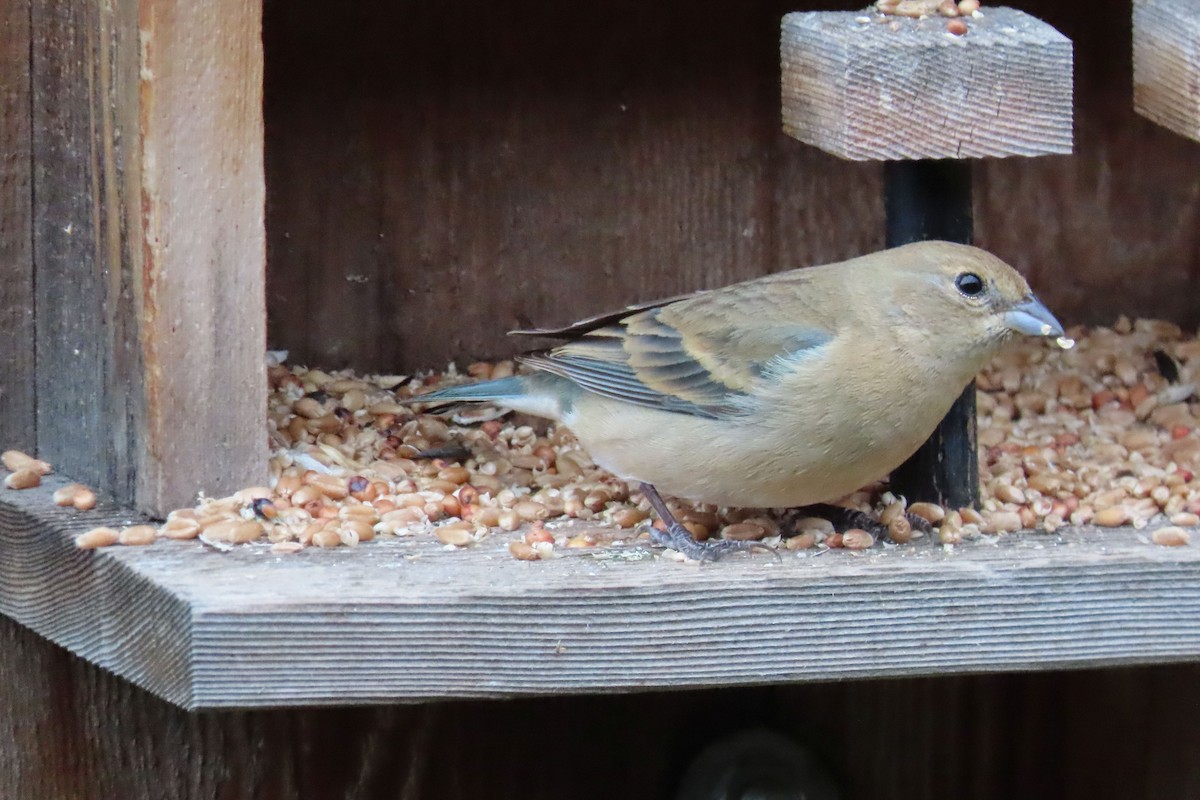 Lazuli Bunting - Shane Dollman