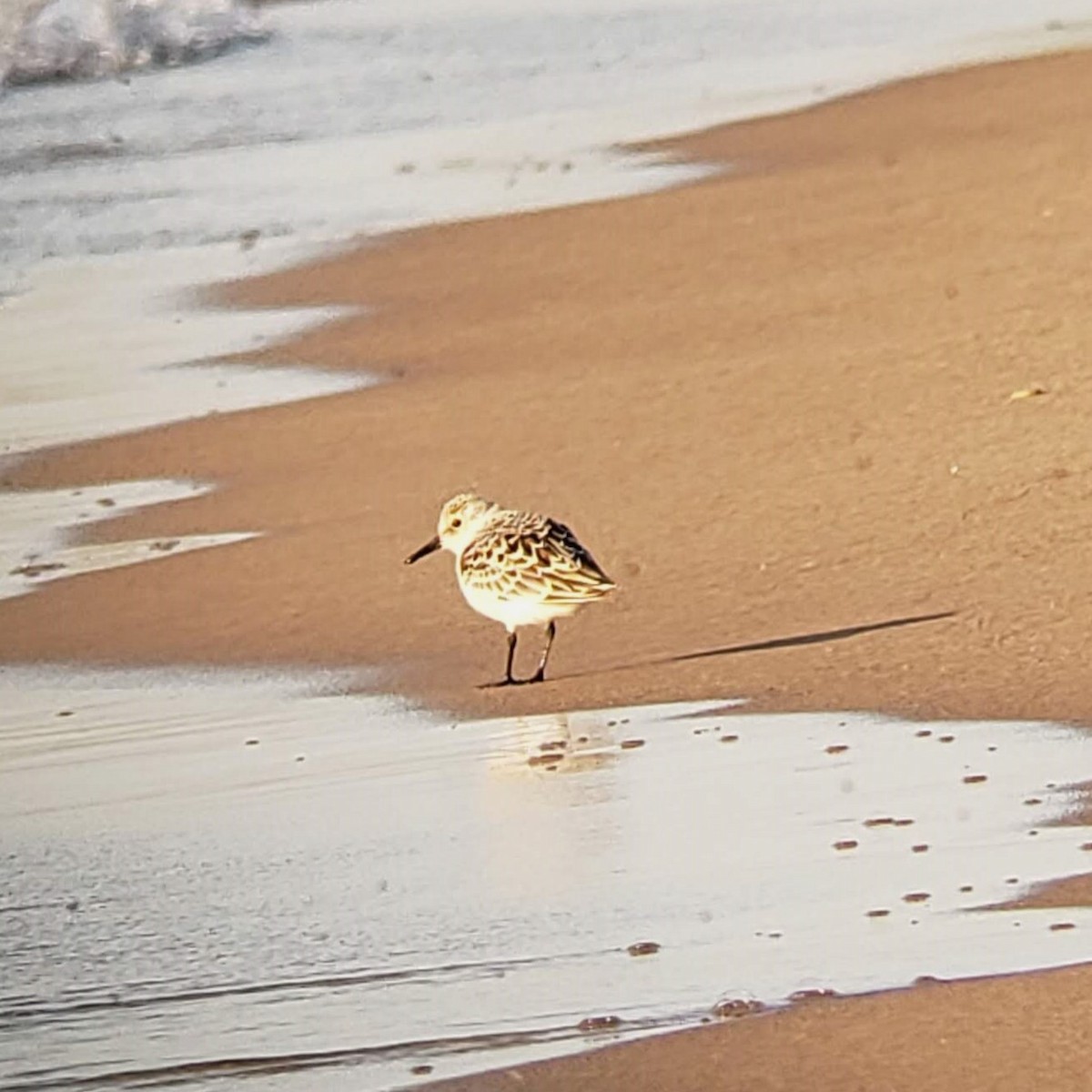 Sanderling - William Pixler