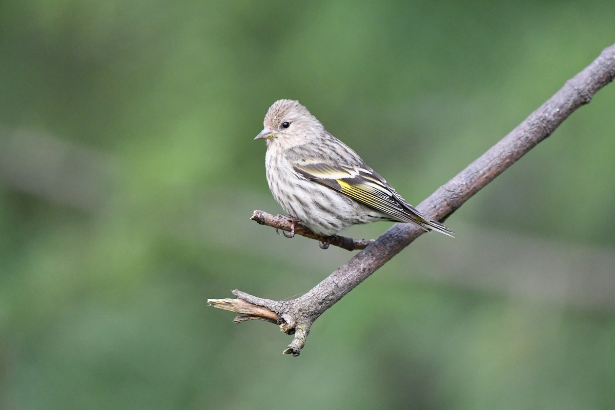 Pine Siskin - Tom Myers