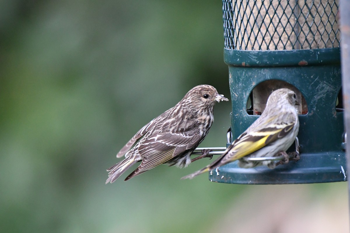 Pine Siskin - Tom Myers