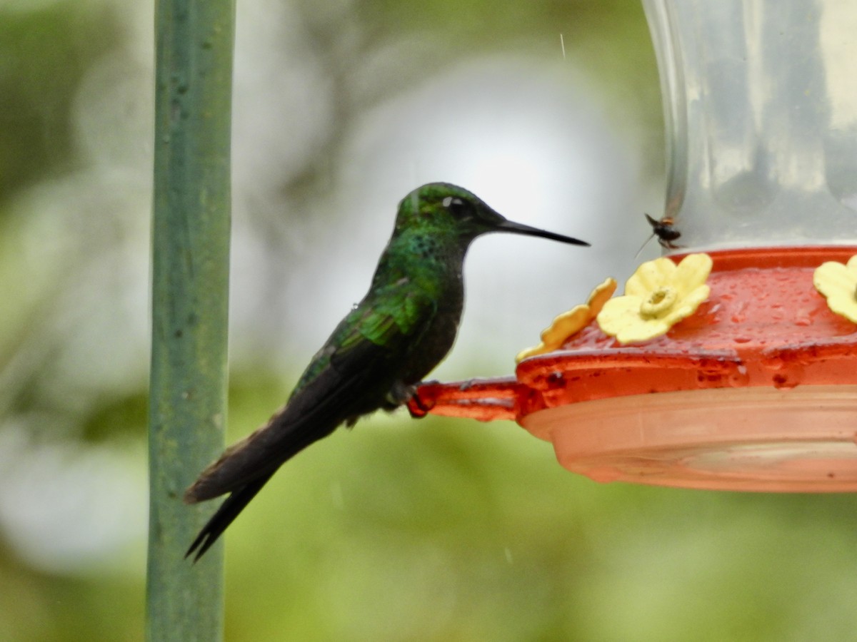 Green-crowned Brilliant - Susan Thome-Barrett