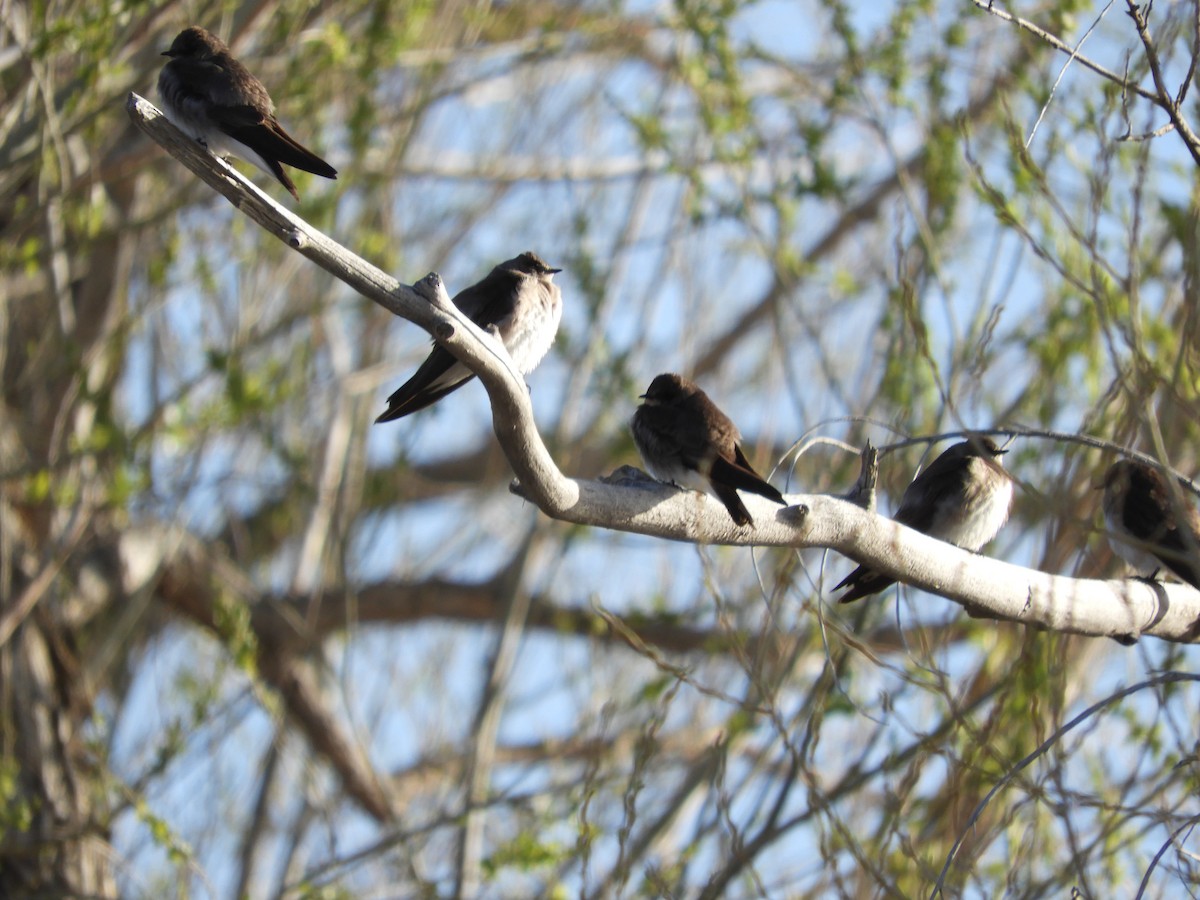 Northern Rough-winged Swallow - Thomas Bürgi