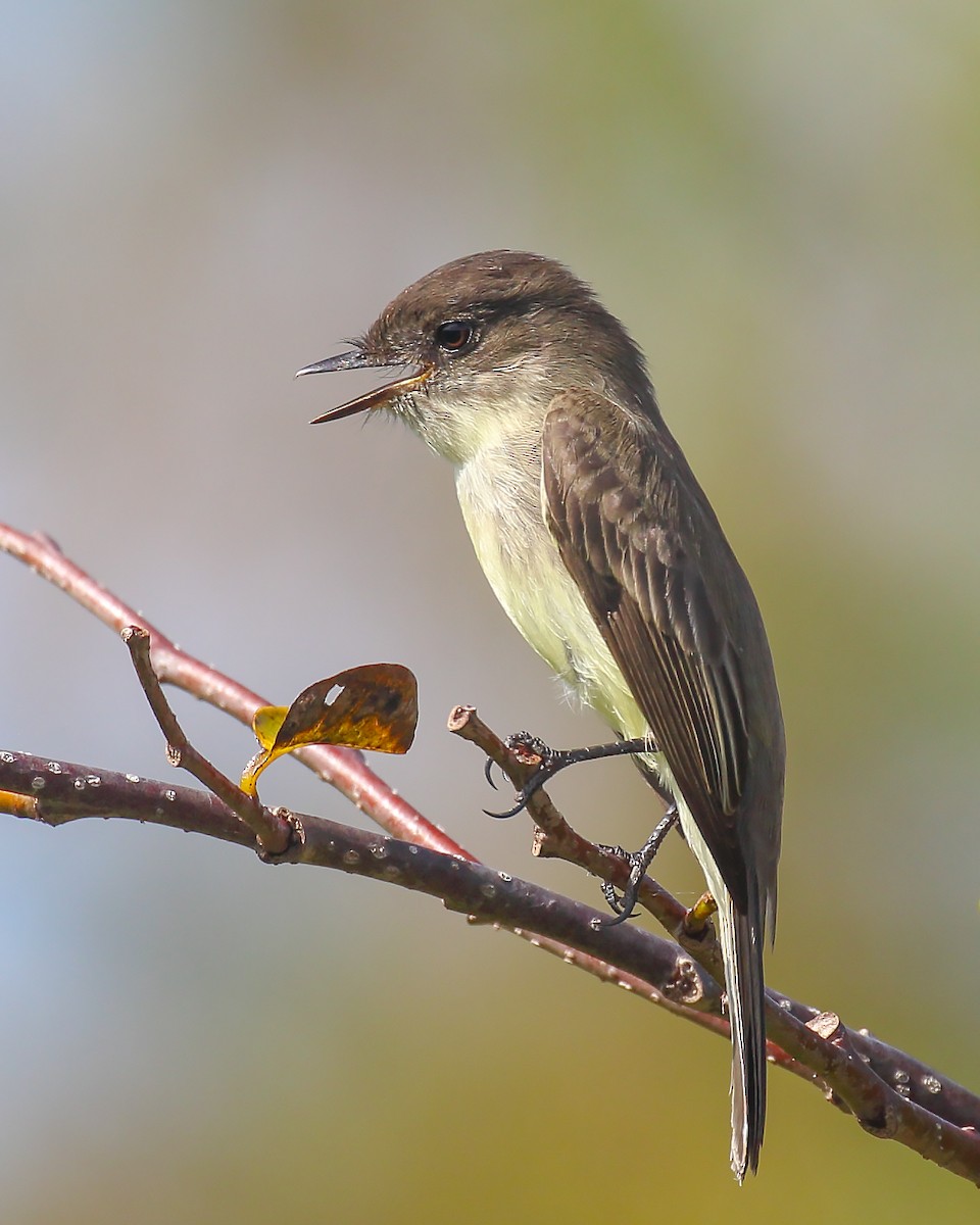 Eastern Phoebe - Himanshu Gupta