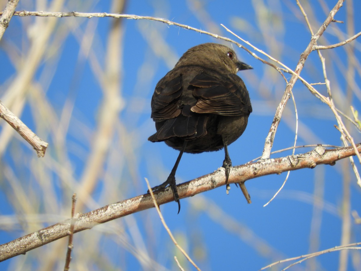 Brewer's Blackbird - Thomas Bürgi