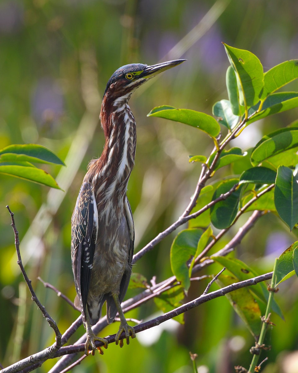 Green Heron - Himanshu Gupta