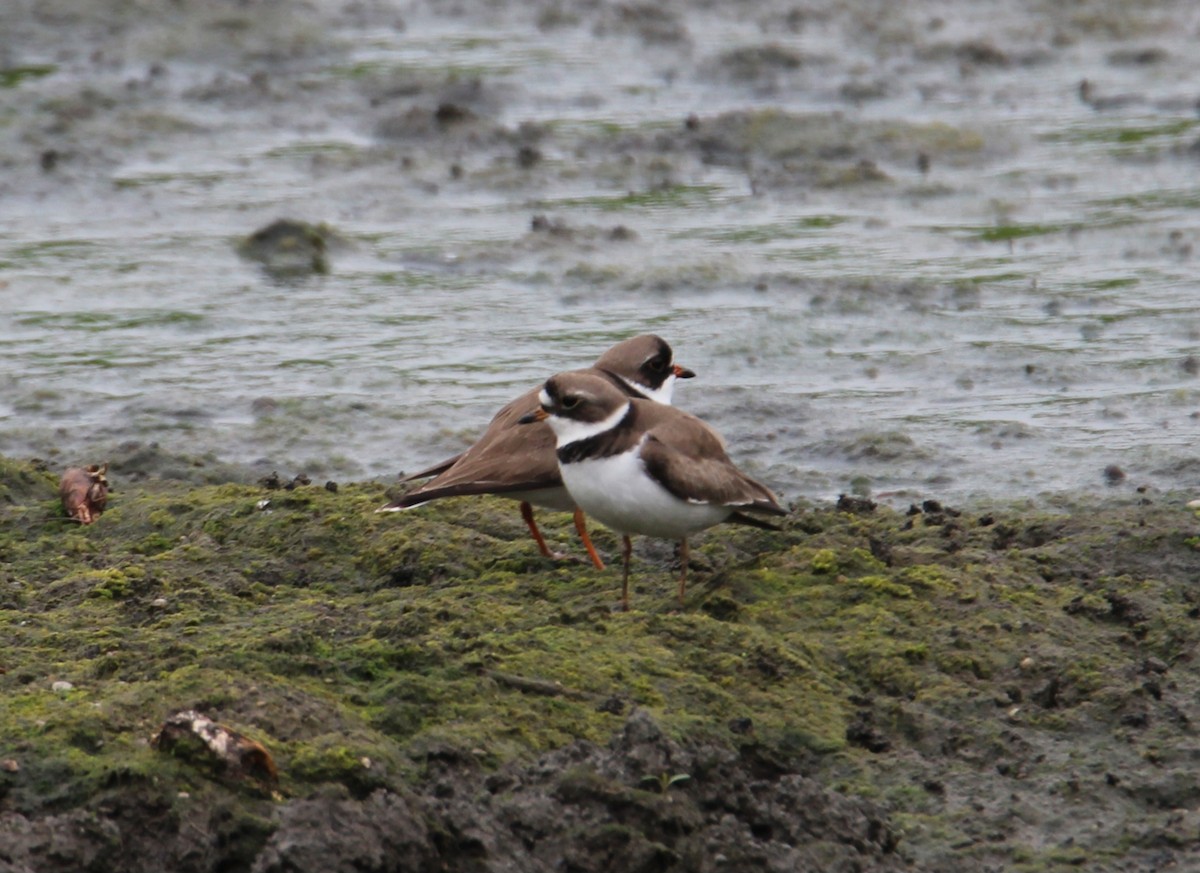 Semipalmated Plover - Samantha Engstrom