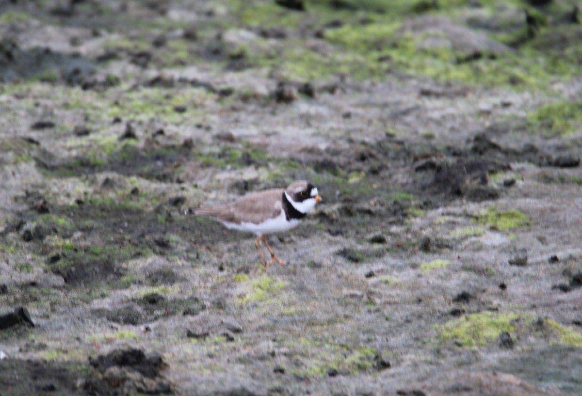 Semipalmated Plover - Samantha Engstrom