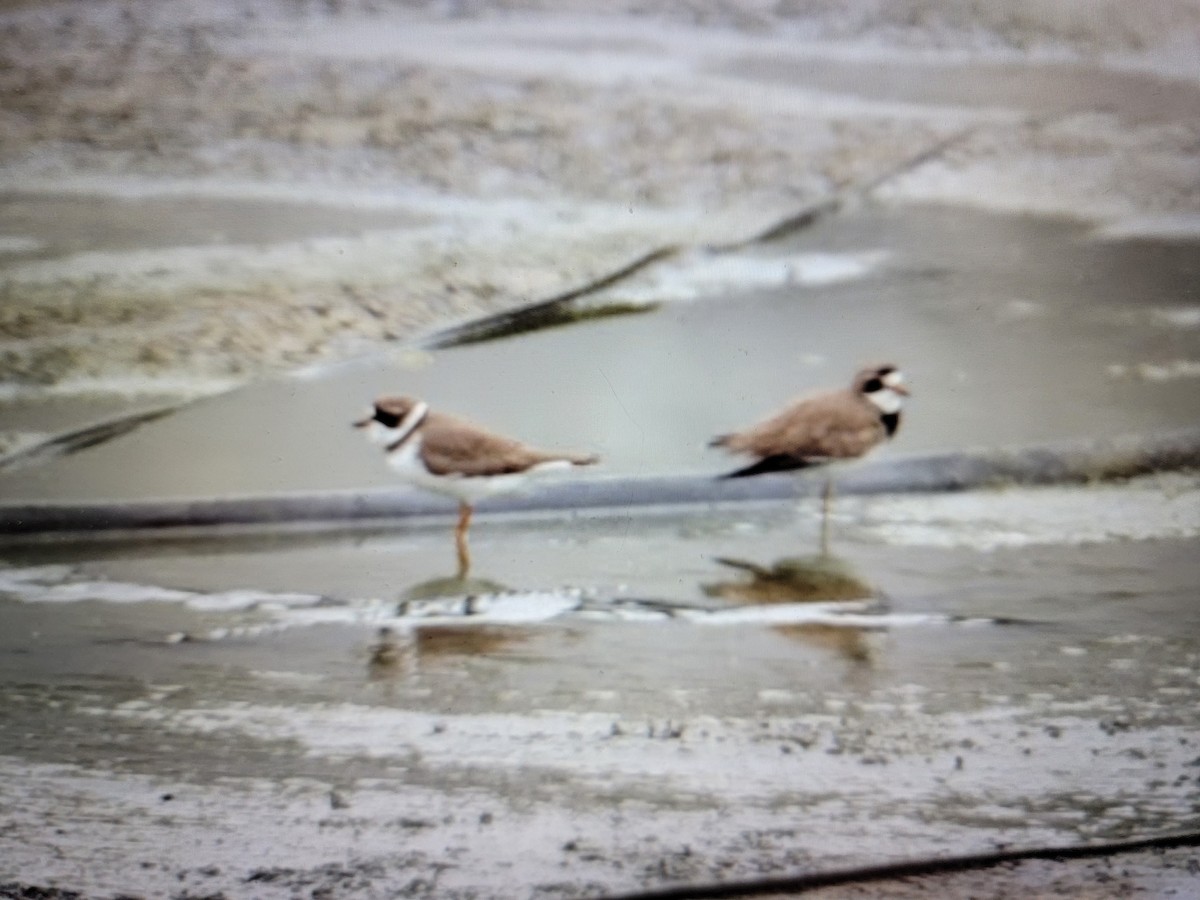 Semipalmated Plover - Samantha Engstrom