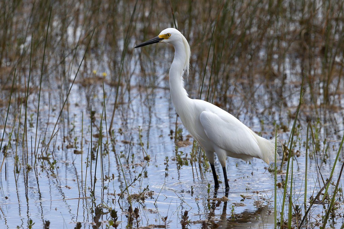 Snowy Egret - Edith Auchter