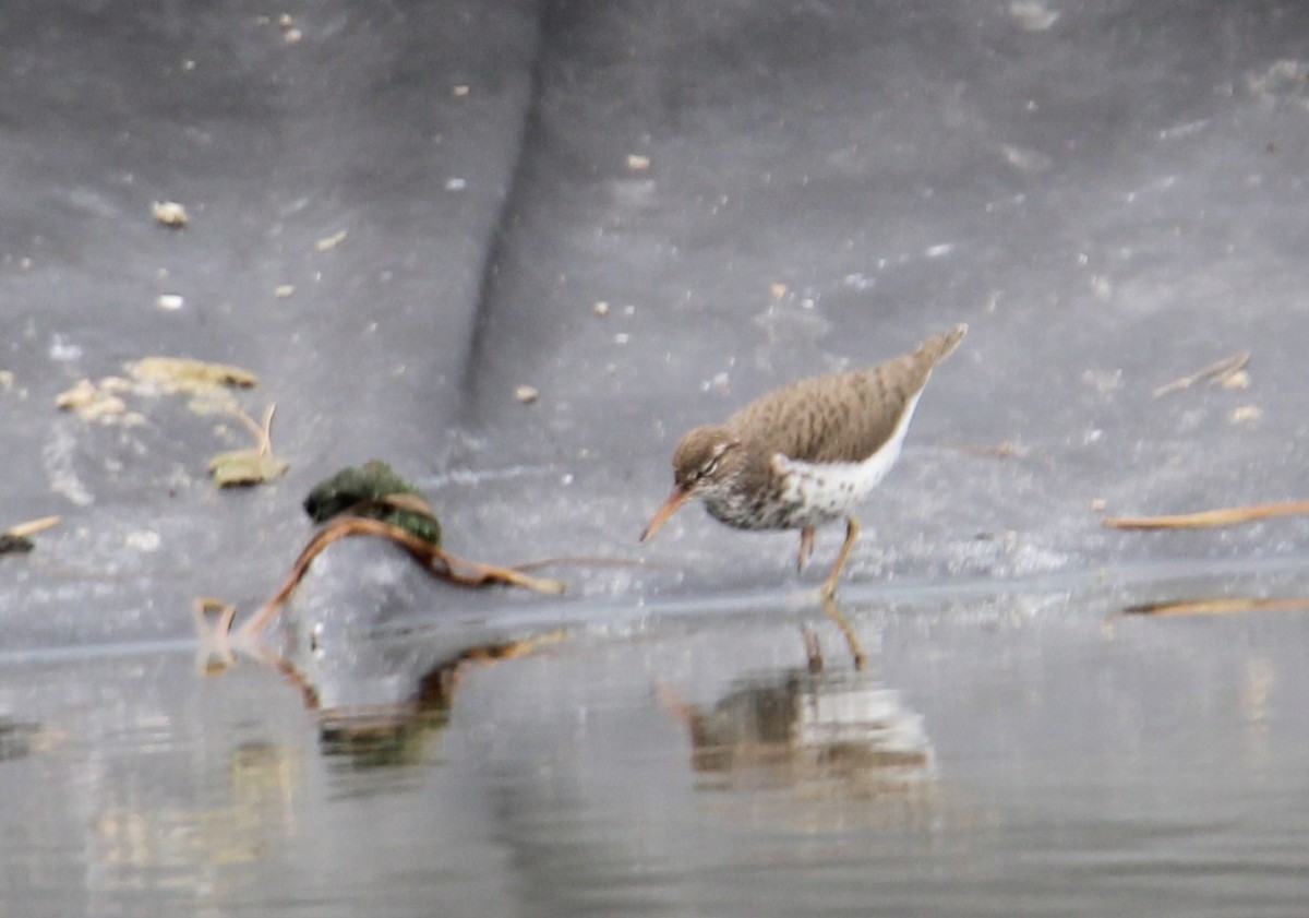 Spotted Sandpiper - Samantha Engstrom