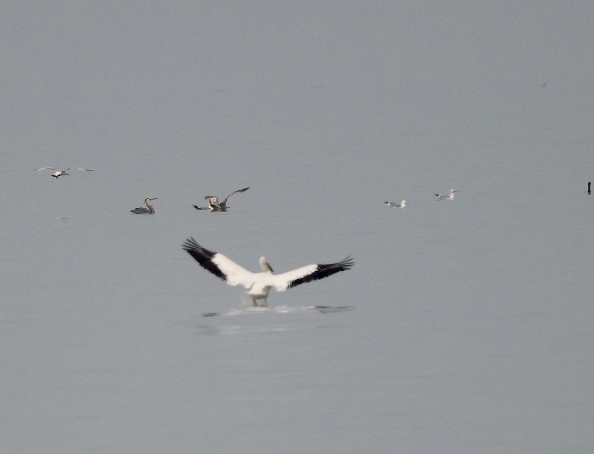 American White Pelican - Win Ahrens