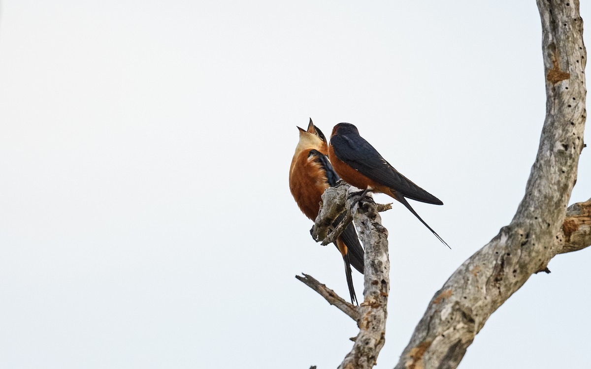 Mosque Swallow - Dylan Vasapolli - Birding Ecotours