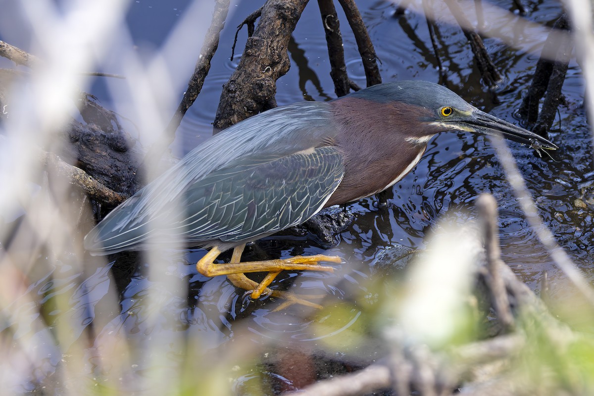 Green Heron - Edith Auchter