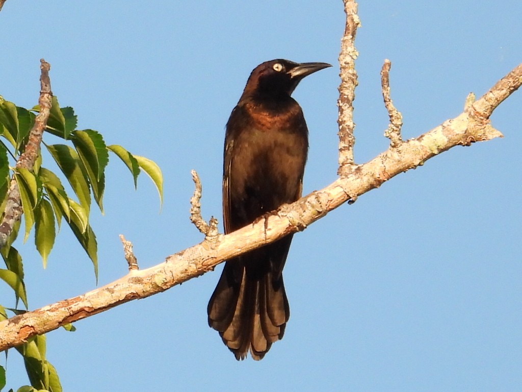 Common Grackle - Bonnie Brown