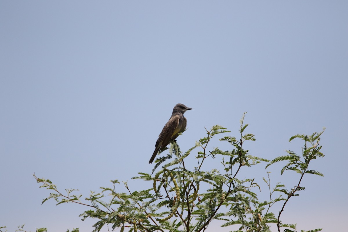 Cassin's Kingbird - Wade Baker