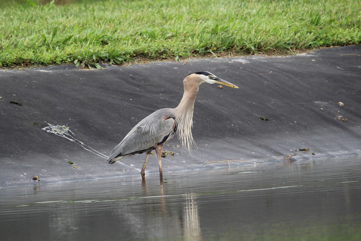 Great Blue Heron - Samantha Engstrom