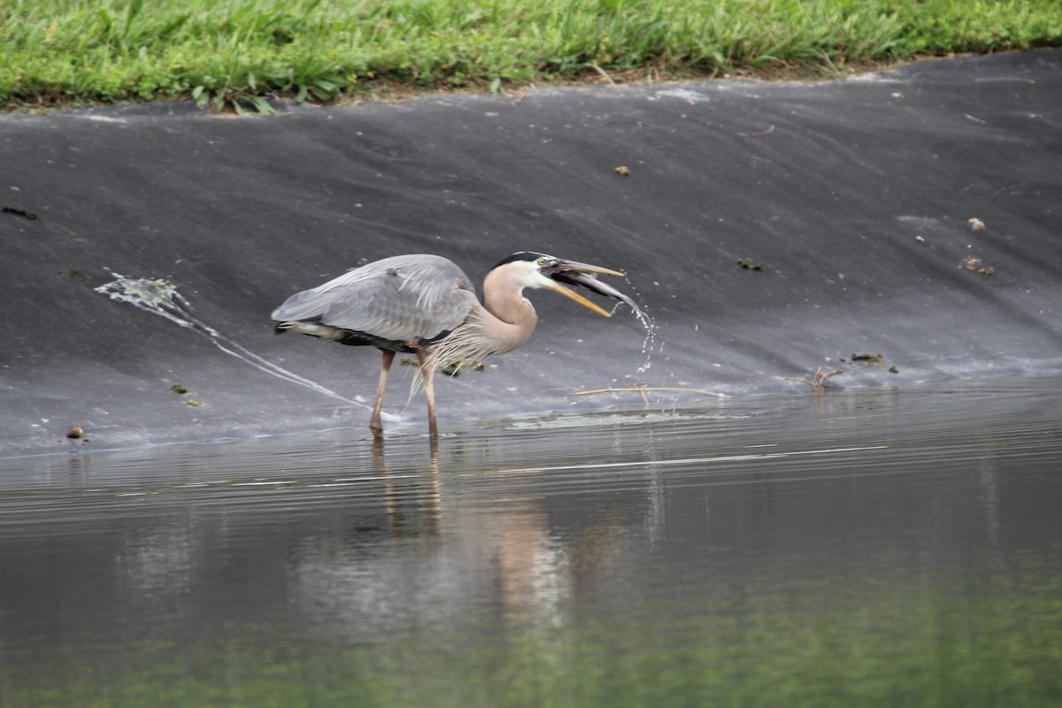 Great Blue Heron - Samantha Engstrom