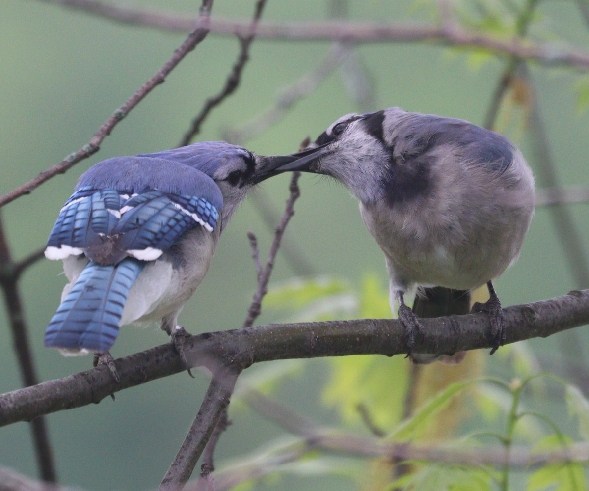 Blue Jay - Hélène Crête