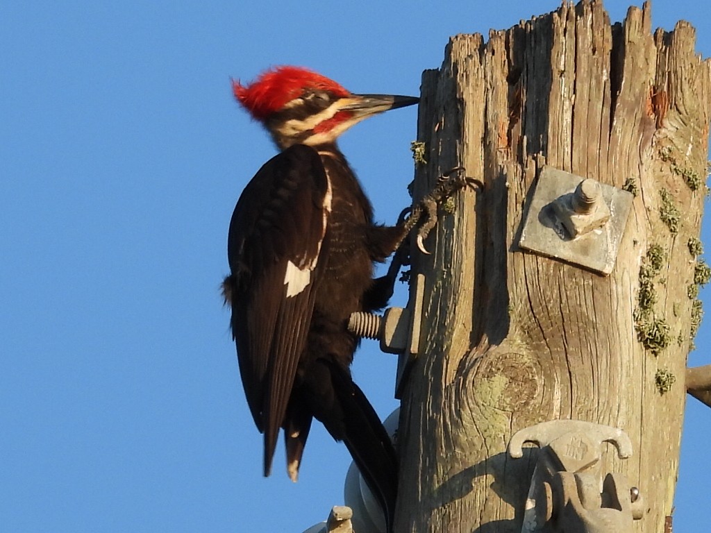 Pileated Woodpecker - Bonnie Brown